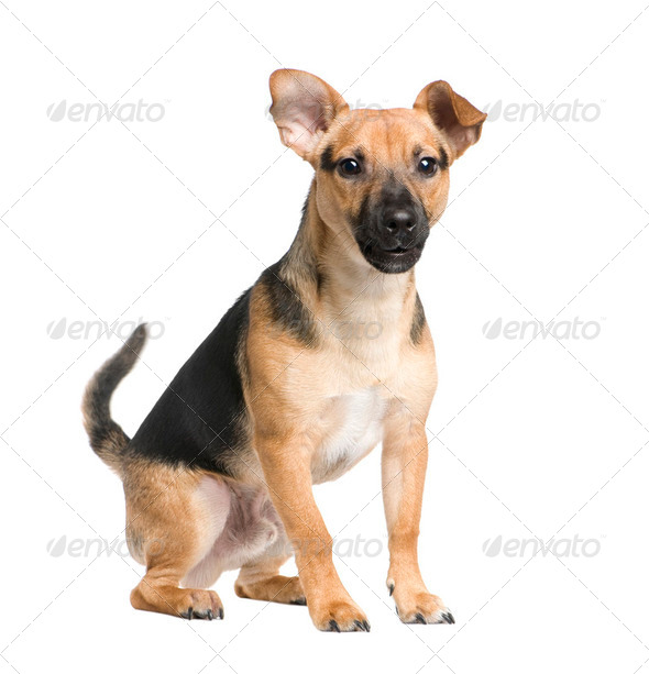 Mixed-Breed Dog between a jack russel and a pinscher (7 months) - Stock Photo - Images