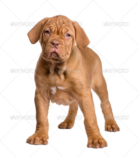 how much is a dogue de bordeaux puppy