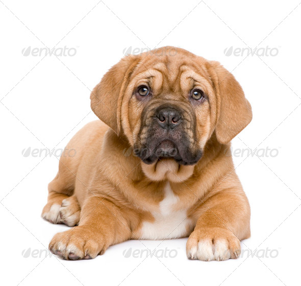 Dogue de Bordeaux puppy (2 months) - Stock Photo - Images