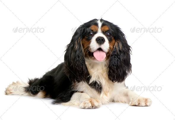 Cavalier King Charles (10 months) - Stock Photo - Images