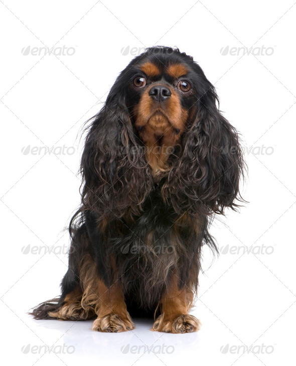 Cavalier King Charles (3 years) - Stock Photo - Images