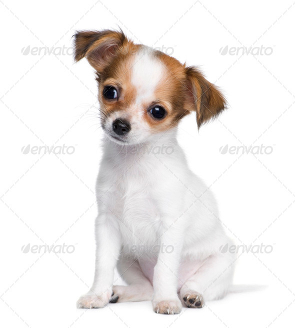 chihuahua (3 moths) - Stock Photo - Images