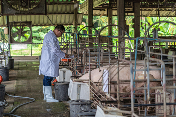 Asian veterinarian working and Feeding the pig food in hog farms, animal and pigs farm industry