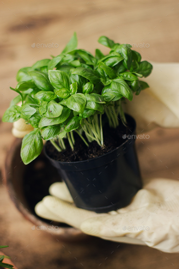 Repotting and cultivating aromatic herbs at home. Hands in gloves holding fresh green basil plant