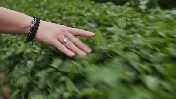 a Woman's Hand with a Ring and Bracelets Touches the Leaves of a Green Cut Shrub on the Go in Motion