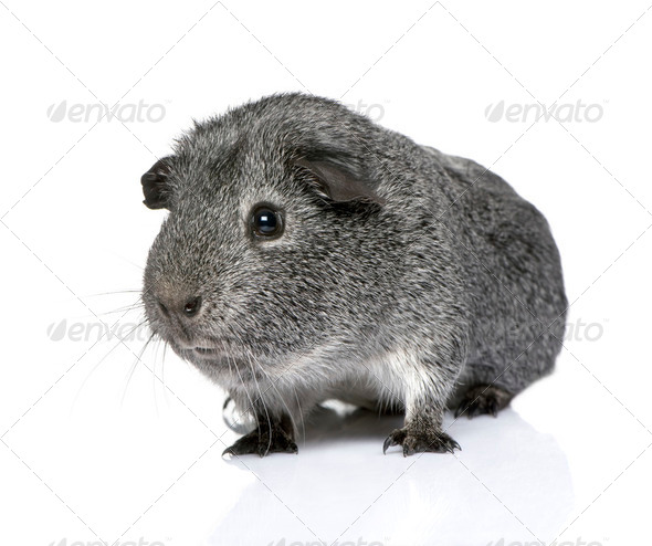 grey and white guinea pig