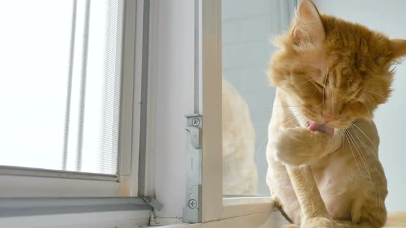 Trimmed Cat with Ginger Fur is Sitting on Windowsill After Grooming and Trimming During Summer alt