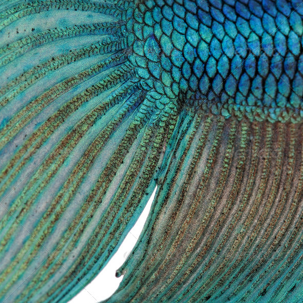 Close-up on a fish skin - blue Siamese fighting fish - Betta Splendens - Stock Photo - Images