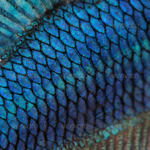 Close-up on a fish skin - blue Siamese fighting fish - Betta Splendens - Stock Photo - Images