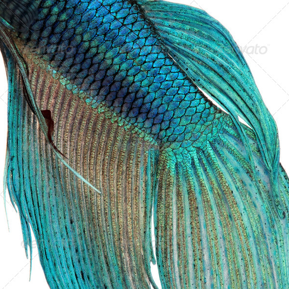 Close-up on a fish skin - blue Siamese fighting fish - Betta Splendens - Stock Photo - Images