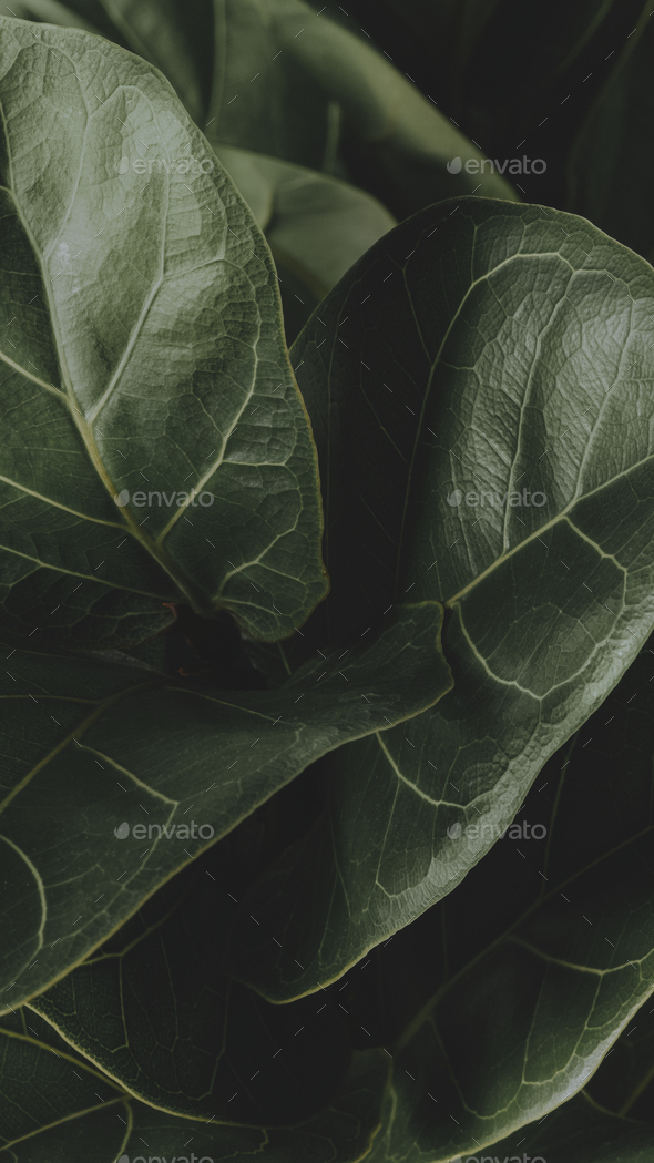 Close up of a Fiddle-leaf fig plant mobile wallpaper Stock Photo by Rawpixel