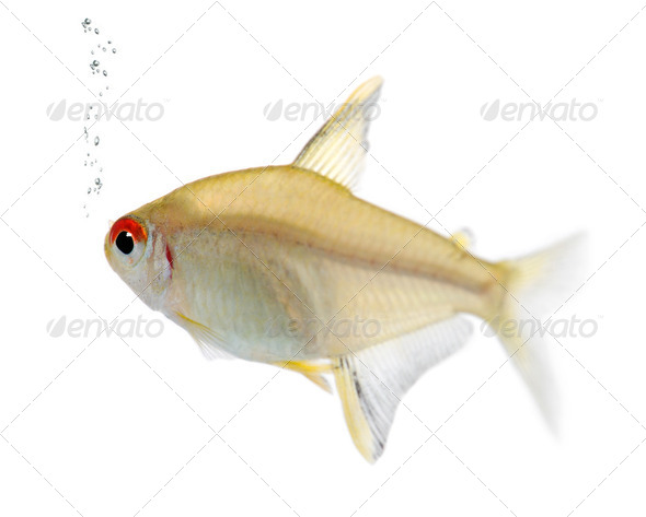 Hyphessobrycon bentosi fish - Stock Photo - Images