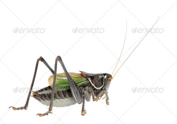 Grasshopper - Gampsocleis gratiosa - Stock Photo - Images