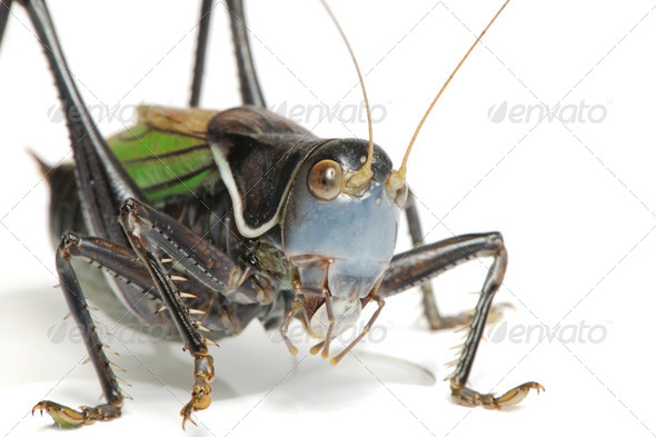 Grasshopper - Gampsocleis gratiosa - Stock Photo - Images