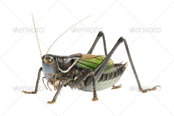 Grasshopper - Gampsocleis gratiosa - Stock Photo - Images