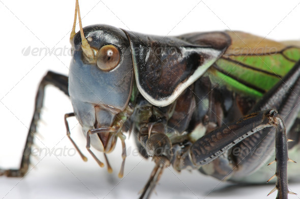 Grasshopper - Gampsocleis gratiosa - Stock Photo - Images
