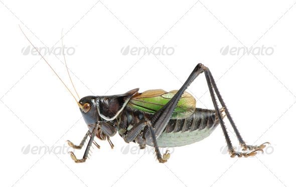 Grasshopper - Gampsocleis gratiosa - Stock Photo - Images