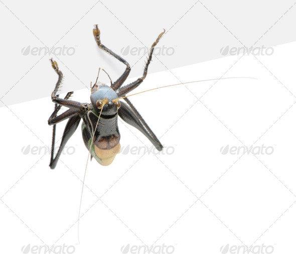 Grasshopper - Gampsocleis gratiosa - Stock Photo - Images