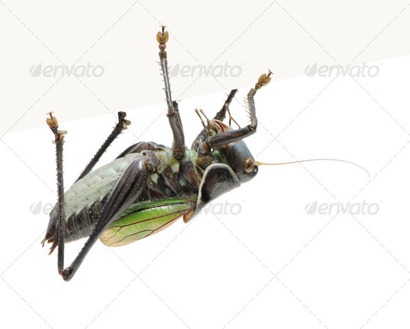 Grasshopper - Gampsocleis gratiosa - Stock Photo - Images
