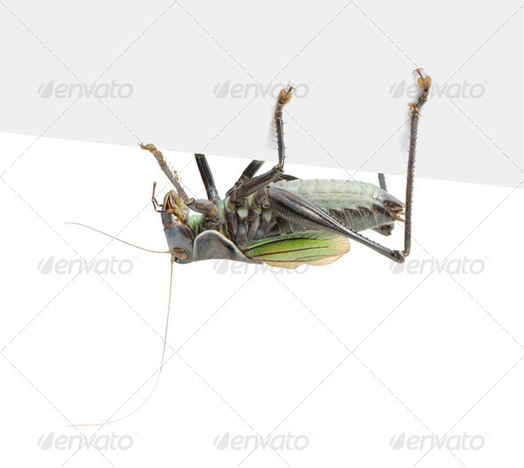 Grasshopper - Gampsocleis gratiosa - Stock Photo - Images