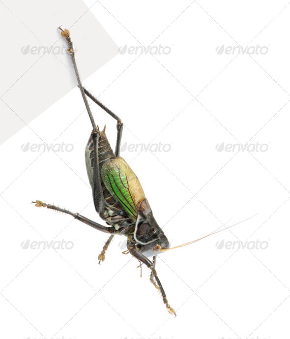 Grasshopper - Gampsocleis gratiosa - Stock Photo - Images