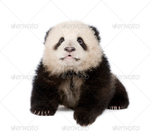 Giant Panda (6 months) - Ailuropoda melanoleuca - Stock Photo - Images