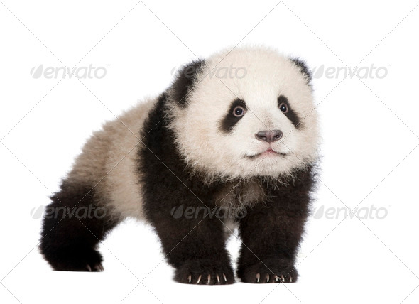 Giant Panda (6 months) - Ailuropoda melanoleuca - Stock Photo - Images
