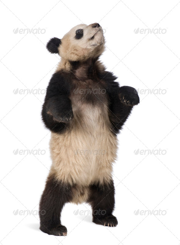 Giant Panda (18 months) - Ailuropoda melanoleuca - Stock Photo - Images