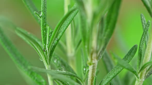 Super Slow Motion Shot of Water Drop Falling on Fresh Rosemary at 1000Fps. alt