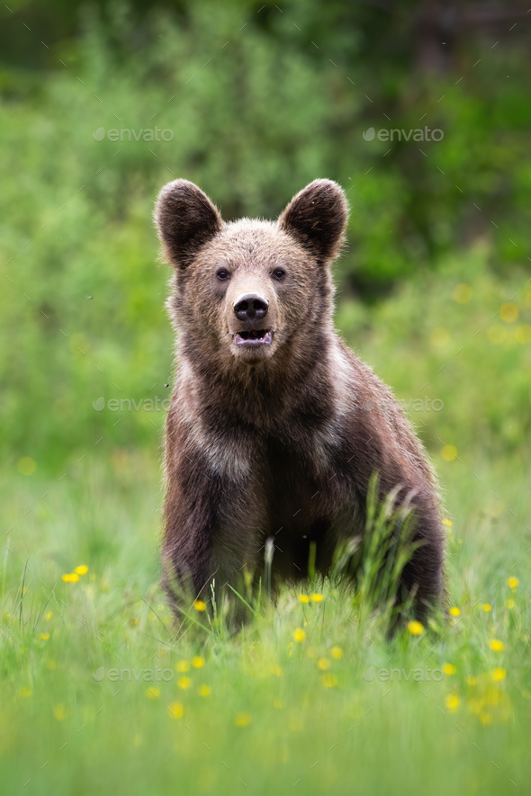 Brown bear looking to the camera on blossom meadow - Stock Photo - Images