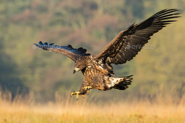 Juvenile sea eagle hunting in flight on a meadow in autumn nature - Stock Photo - Images