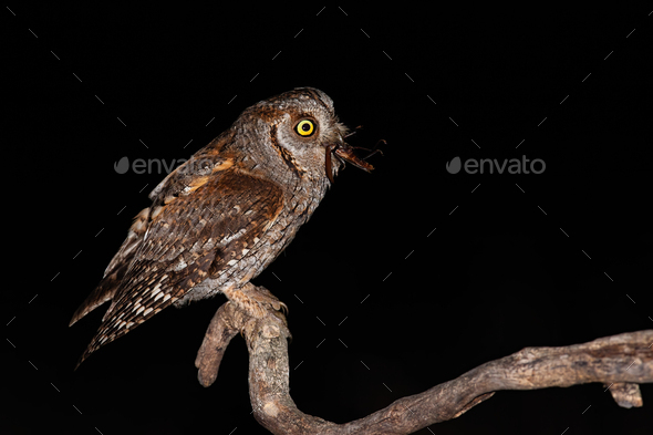 Eurasian scops owl perched on branch and feeling itself with brown bush-cricket - Stock Photo - Images