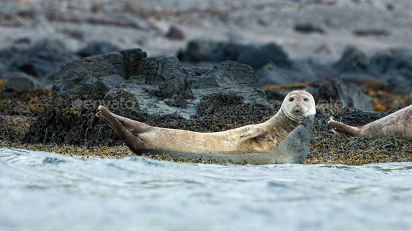 Harbor seal looking on stones next to sea in Iceland - Stock Photo - Images