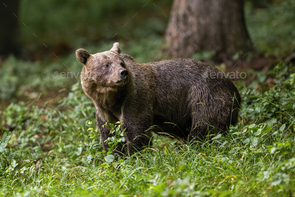 Brown bear standing in woodland in summertime nature - Stock Photo - Images