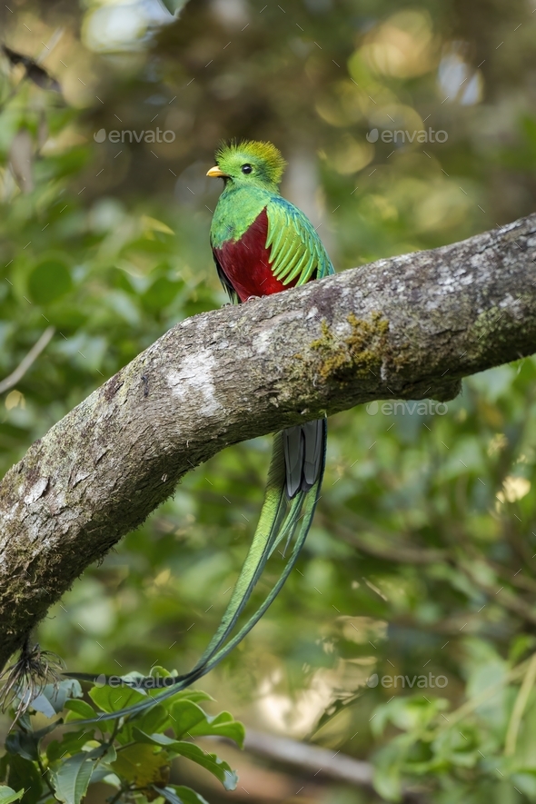 Wildbird quetzal store for sale