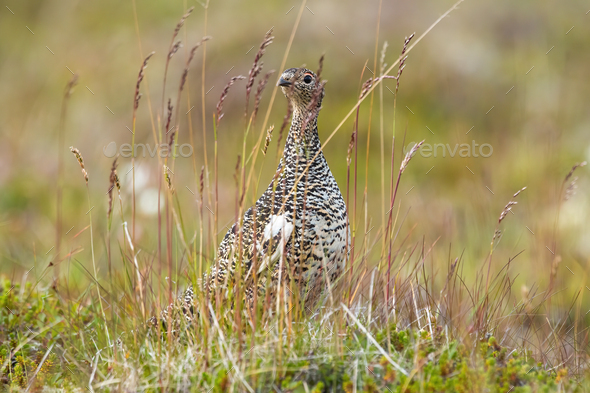 Rock ptarmigan resting on field in Iceland nature - Stock Photo - Images