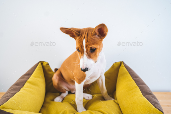 Basenji cute puppy dog sitting in dog mat on white wall background.