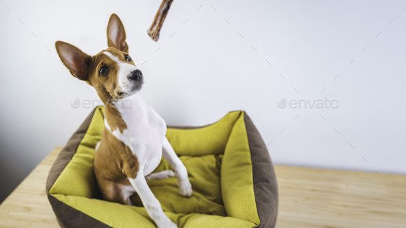 Little Basenji cute puppy dog sitting in dog mat and waiting his treat at white wall background.