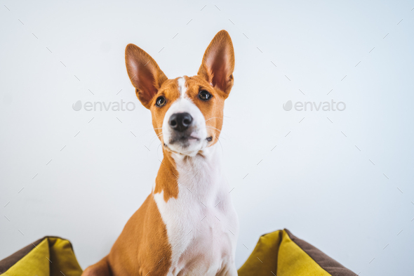 Portrait Basenji cute puppy dog sitting in dog mat on white wall background.