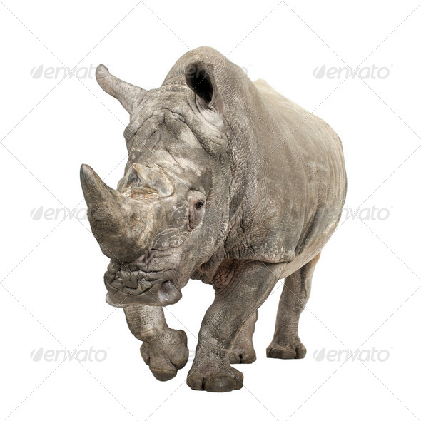 White Rhinoceros - Ceratotherium simum ( +/- 10 years) - Stock Photo - Images