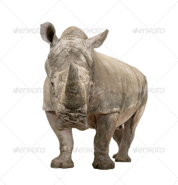White Rhinoceros - Ceratotherium simum ( +/- 10 years) - Stock Photo - Images