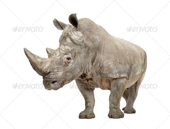White Rhinoceros - Ceratotherium simum ( +/- 10 years) - Stock Photo - Images