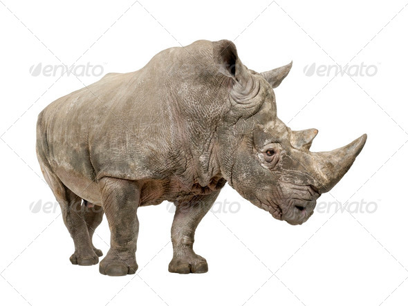 White Rhinoceros - Ceratotherium simum ( +/- 10 years) - Stock Photo - Images