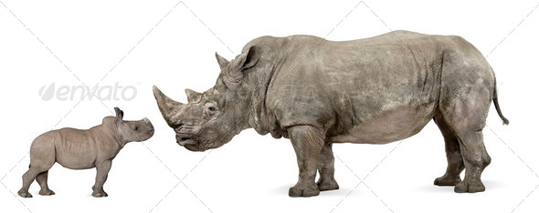 White Rhinoceros - Ceratotherium simum ( +/- 10 years) - Stock Photo - Images