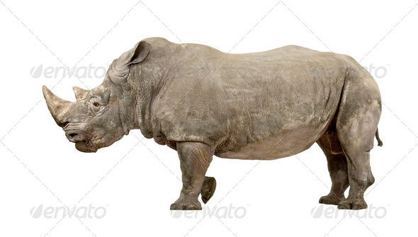 White Rhinoceros - Ceratotherium simum ( +/- 10 years) - Stock Photo - Images