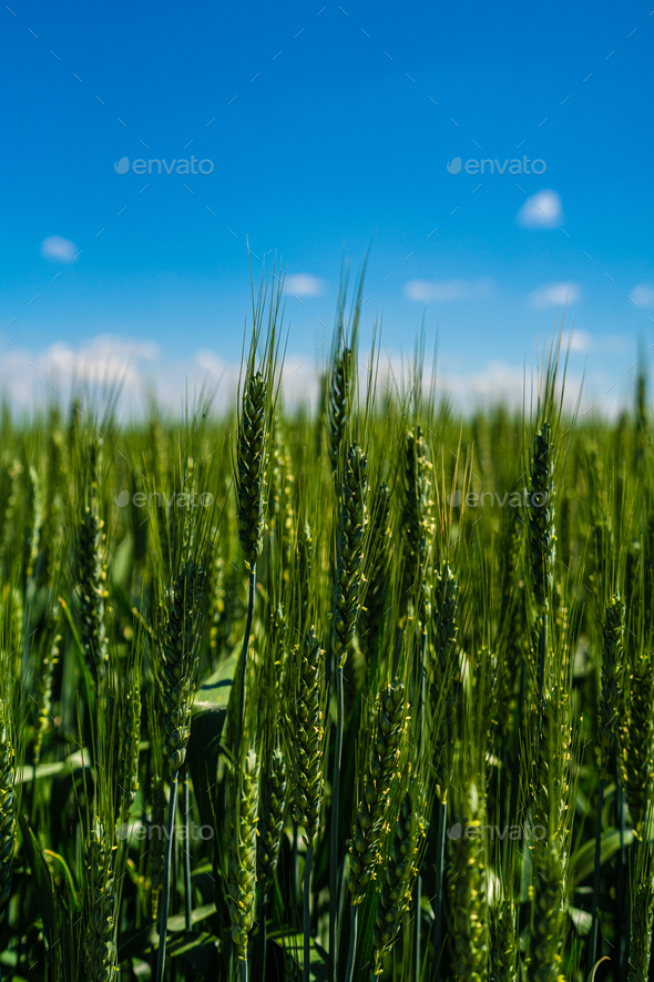 Wheat - Stock Photo - Images