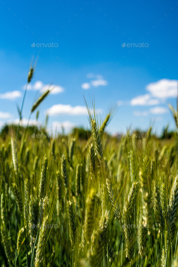 Wheat - Stock Photo - Images