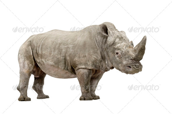 White Rhinoceros - Ceratotherium simum ( +/- 10 years) - Stock Photo - Images