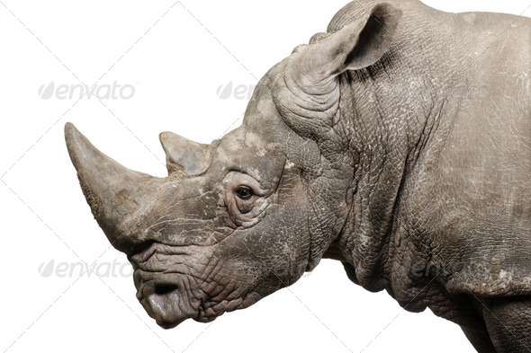 White Rhinoceros - Ceratotherium simum ( +/- 10 years) - Stock Photo - Images