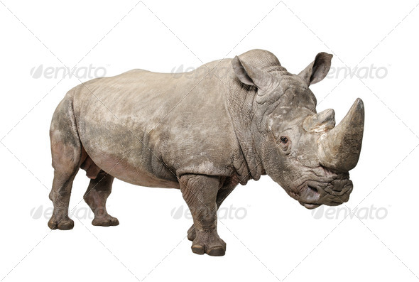 White Rhinoceros - Ceratotherium simum ( +/- 10 years) - Stock Photo - Images